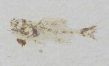 Rare, Amphiplaga Fossil Fish (Pos/Neg) - Wyoming #62851-3